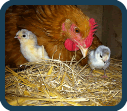 Devon Family - Hen and Chicks