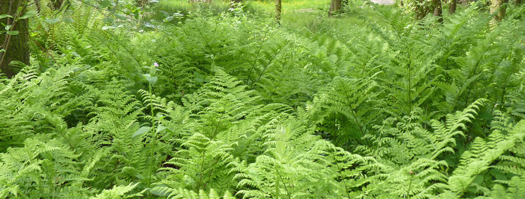 Lush green ferns in the woodland.